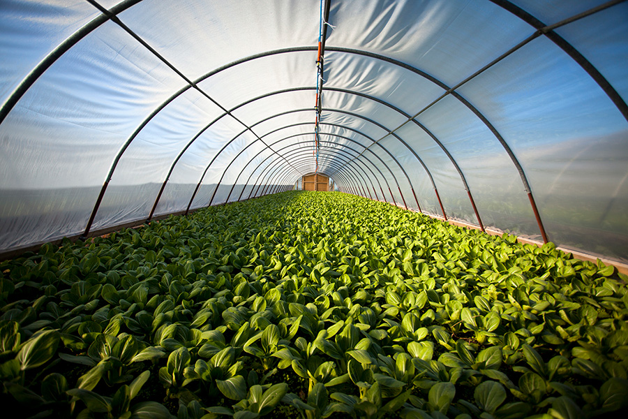 organic farm