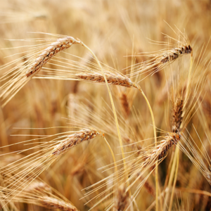 Wheat