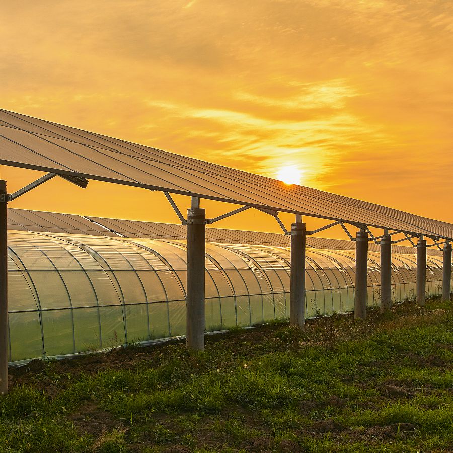 Solar panels above green houses