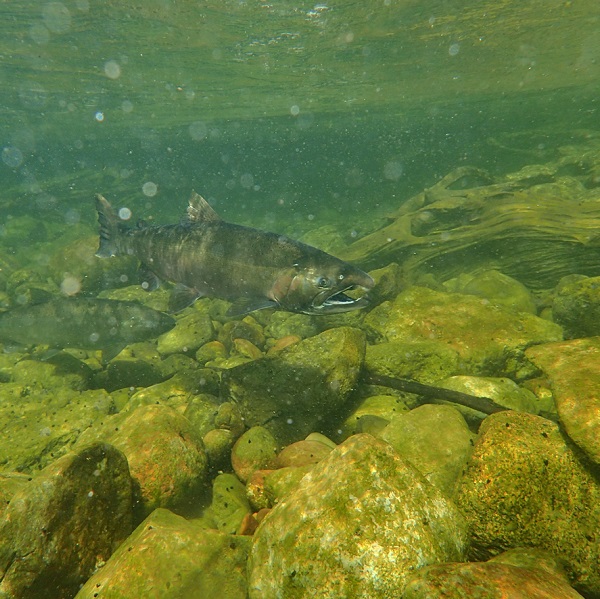 Chinook and Coho Salmon