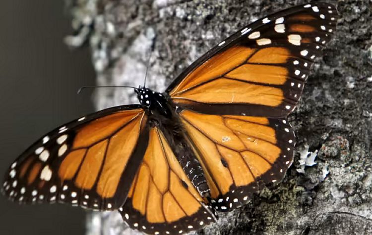 Monarch butterfly