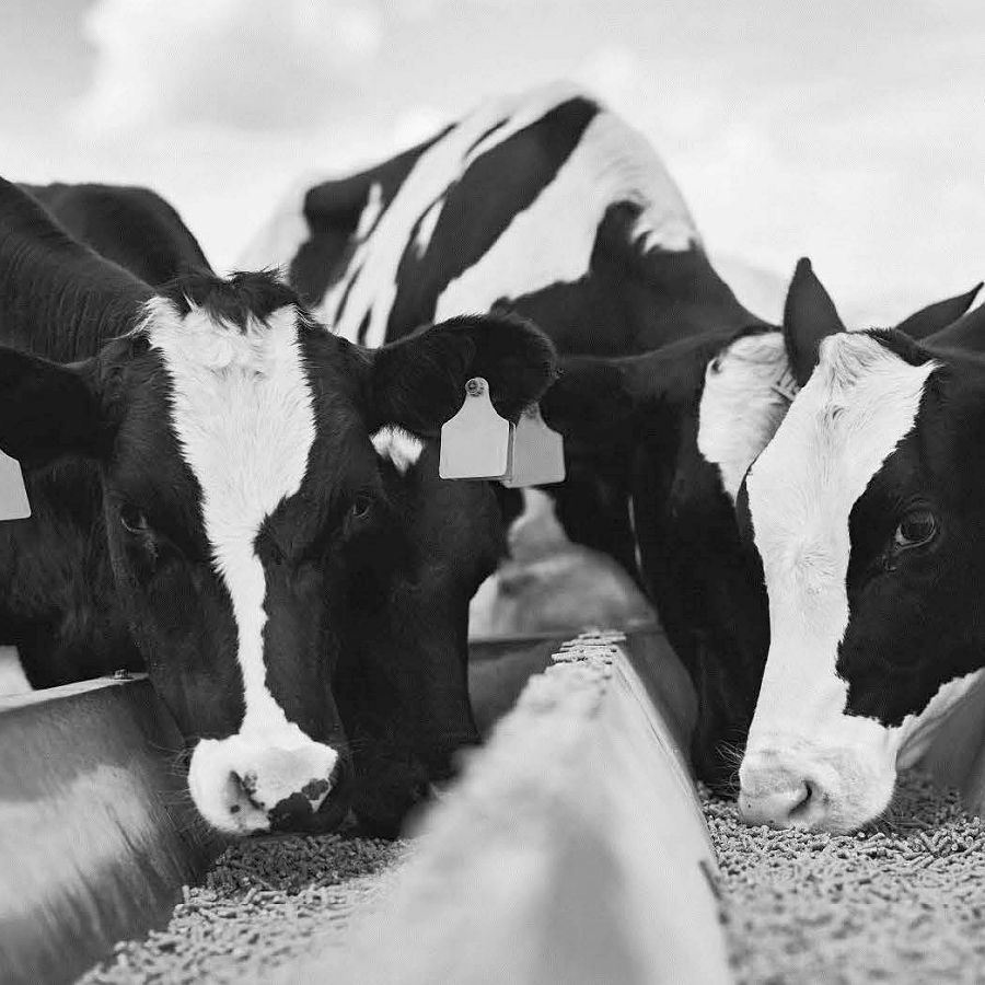 Cows fed special diet in troughs