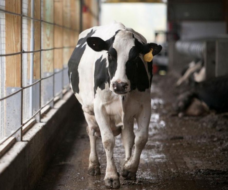 Cow walking along stalls