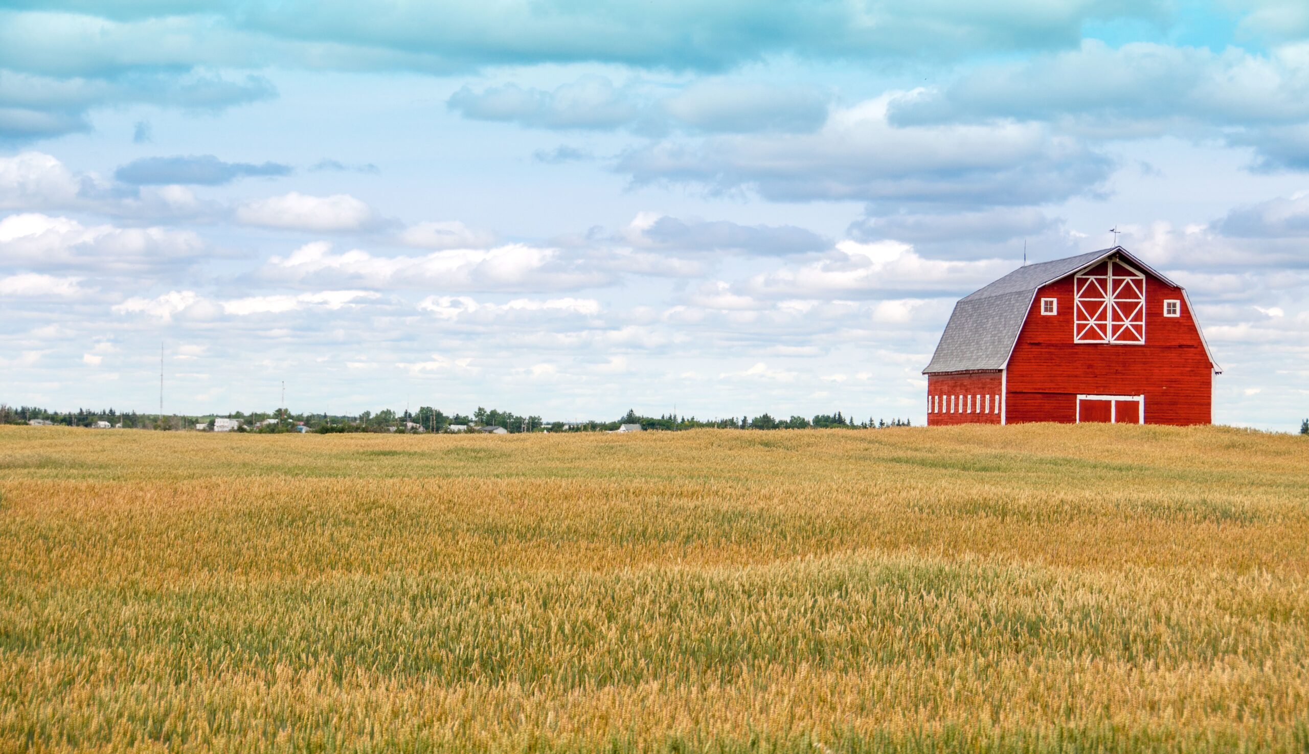 Red bard and field