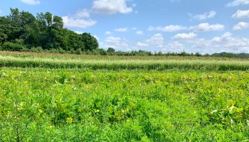 Lush farm field