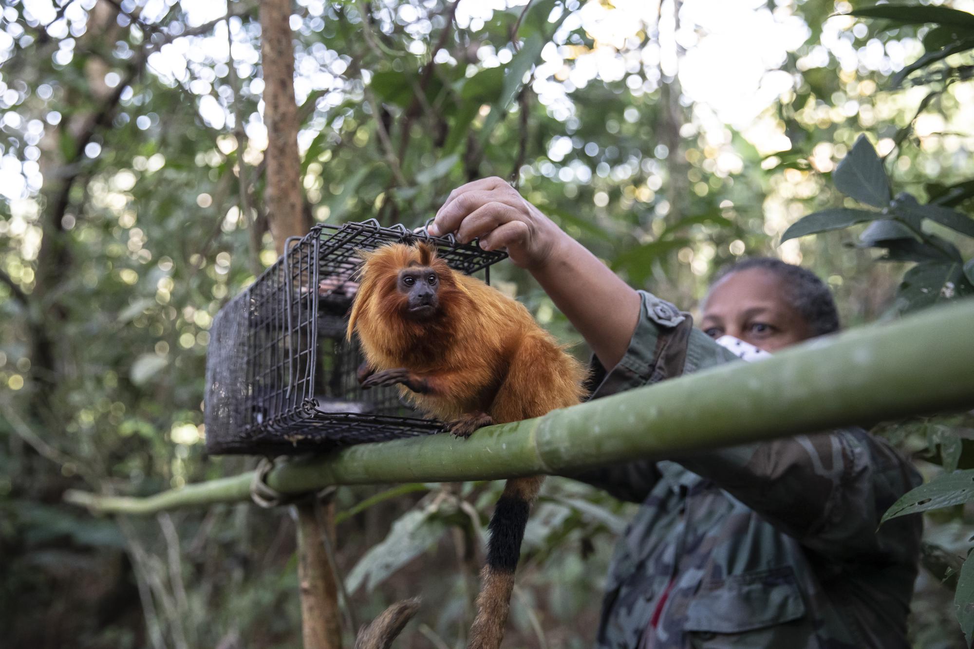 Tamarind monkey being released
