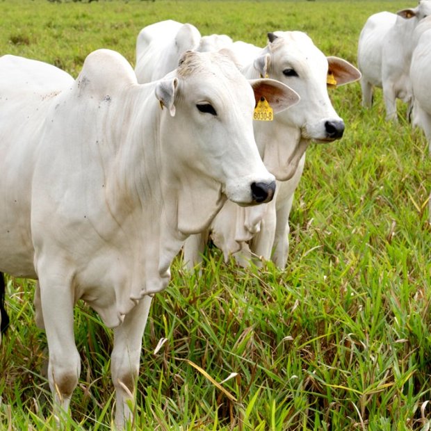 Cows at the International Center for Tropical Agriculture experiment station