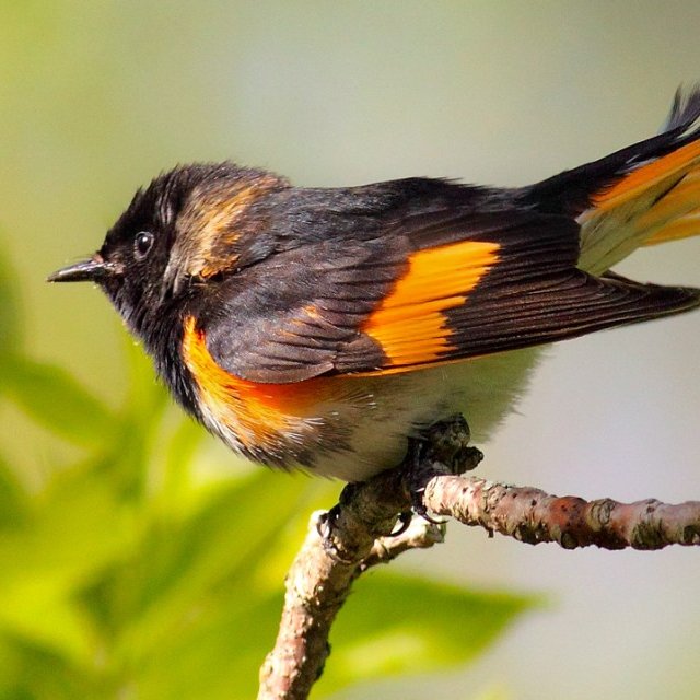 American Redstart