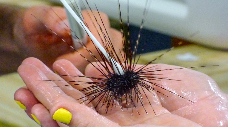 Healthy sea urchin tested for parasite