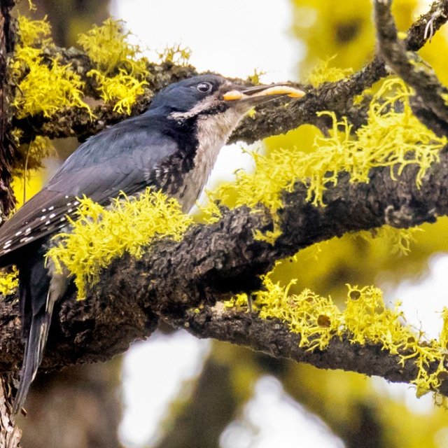 Black-backed Woodpecker eating beetle larvae