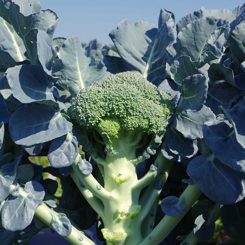 Healthy broccoli plant