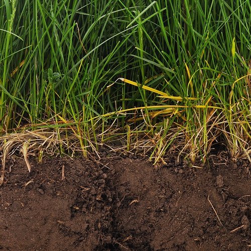 Cutaway photo of soil and roots