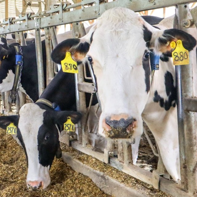 Cows wearing automated collar sensors