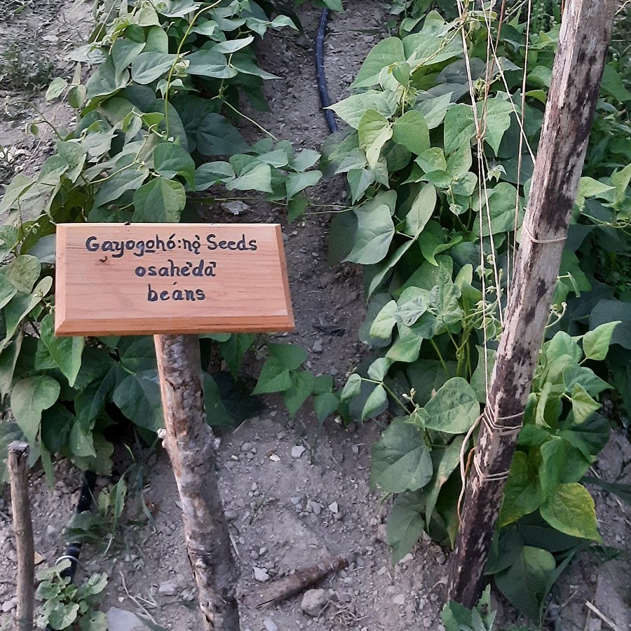 Gayogo̱hó:nǫʔ learning garden | provided