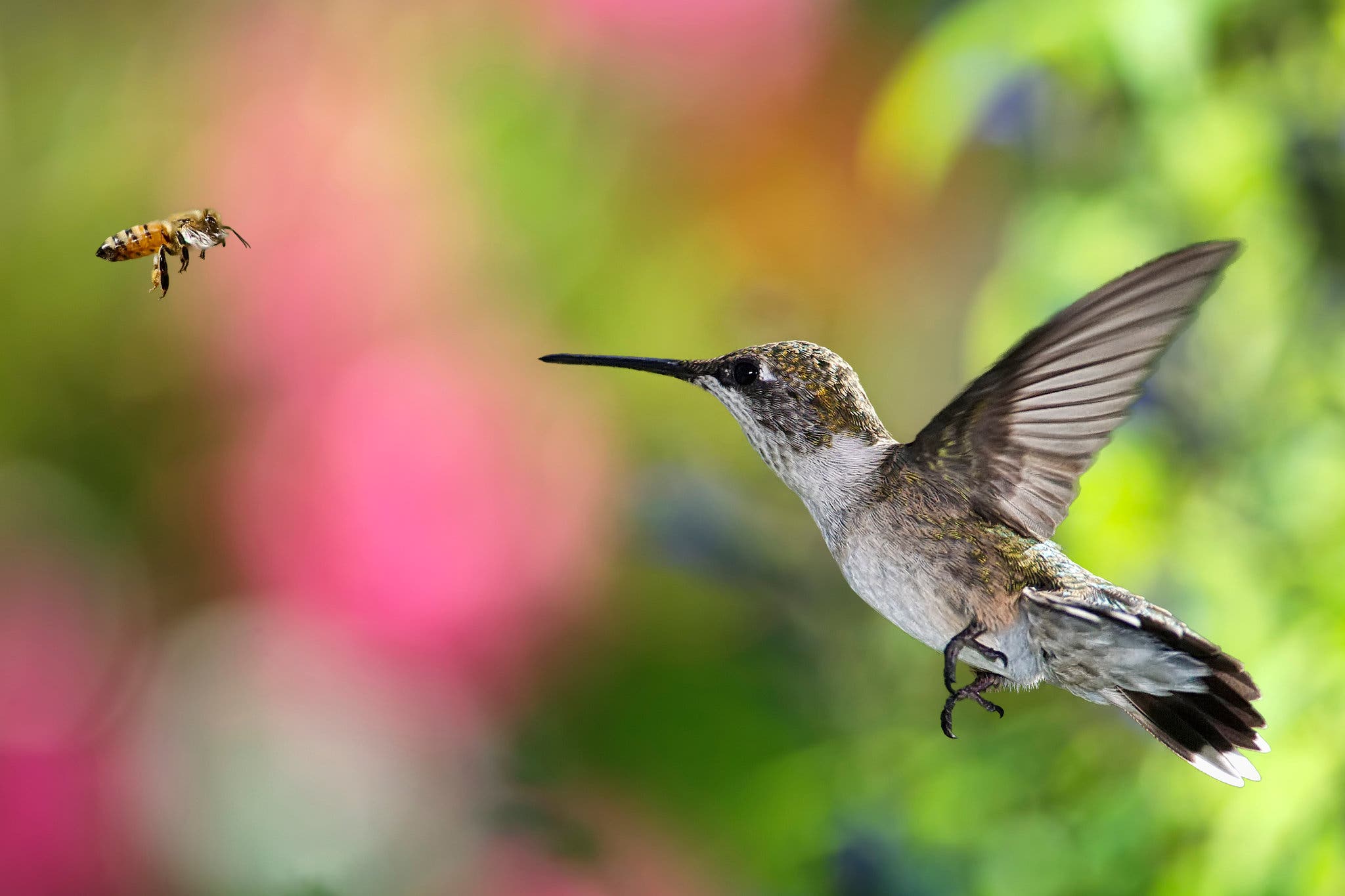Hummingbird faces off with bee