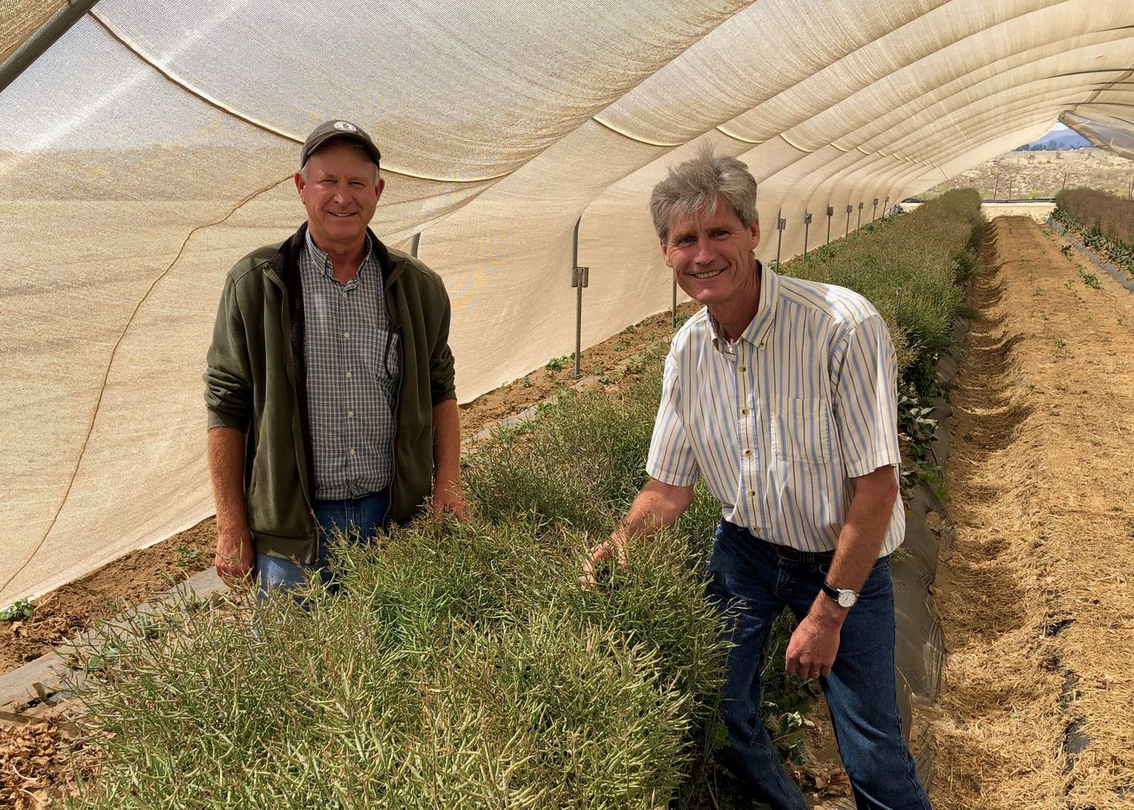Thomas Björkman (right), professor of horticulture at Cornell AgriTech and director of the Eastern Broccoli Project, and Mark Overduin (left), president of seed-maker Bejo, worked together to produce a new broccoli variety that thrives in East Coast summers and hotter climates.Provided by Cornell University