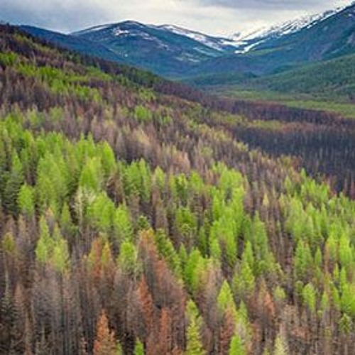 Recovering pine trees after fire