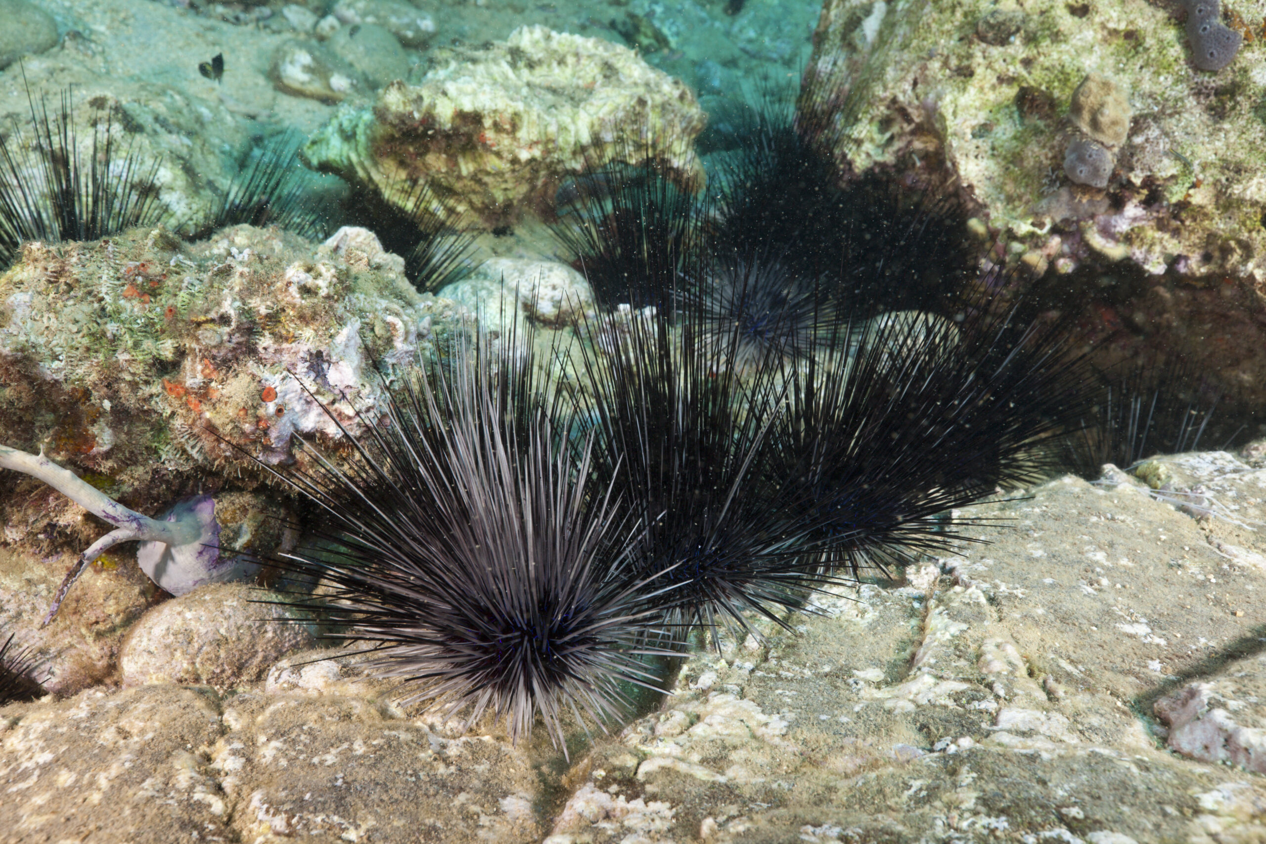 Diadema antillarum sea urchins in the Caribbean Sea Reinhard Dirscherl / ullstein bild via Getty Images