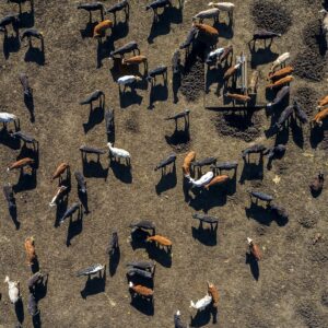 Aerial view of a large beef cattle feed lot in Texas, USA.
