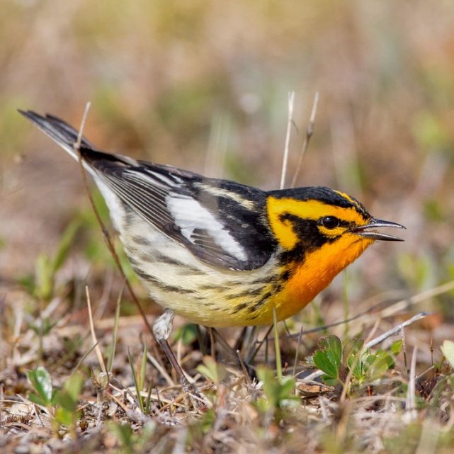 Blackburnian Warbler