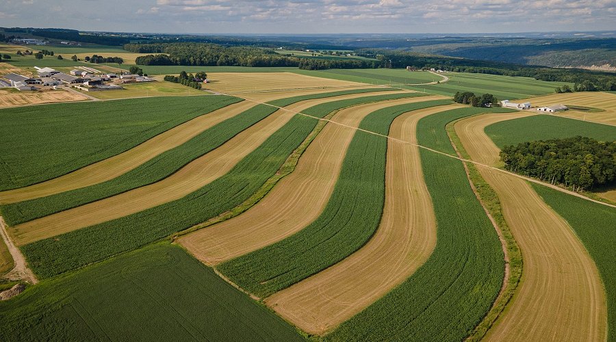 Alternating rows of tilled land