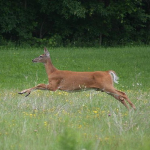 White-tailed deer