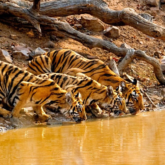 Endangered tiger mother and cubs quench their thirst in India.