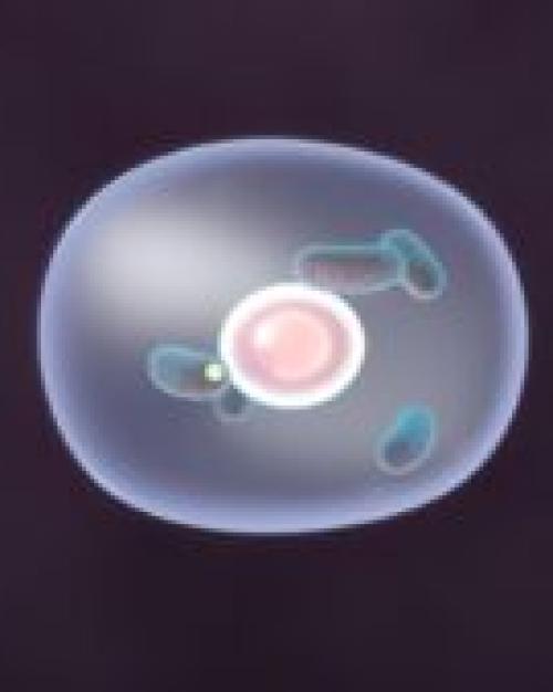 magnification of a cell