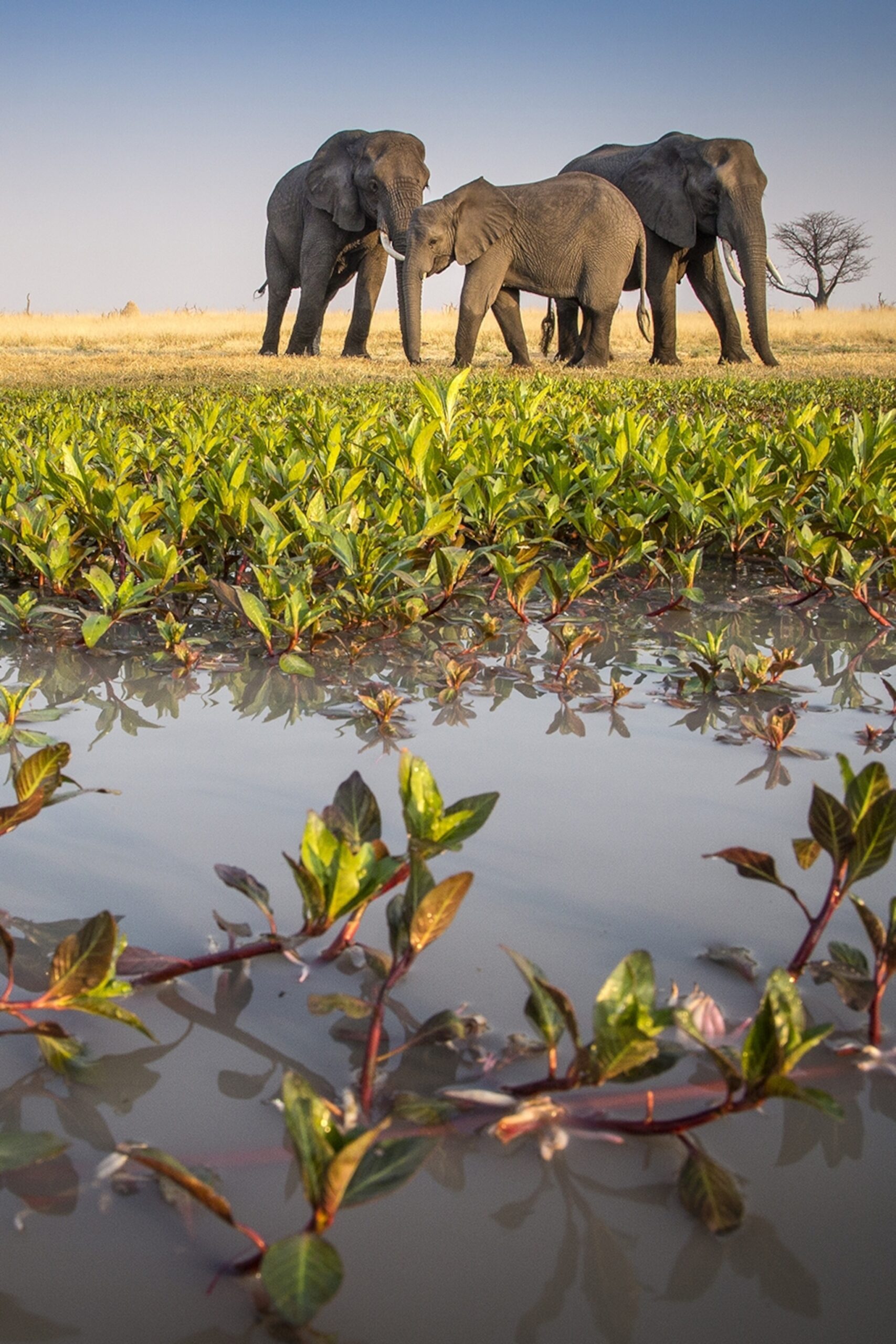 Elephants by a river