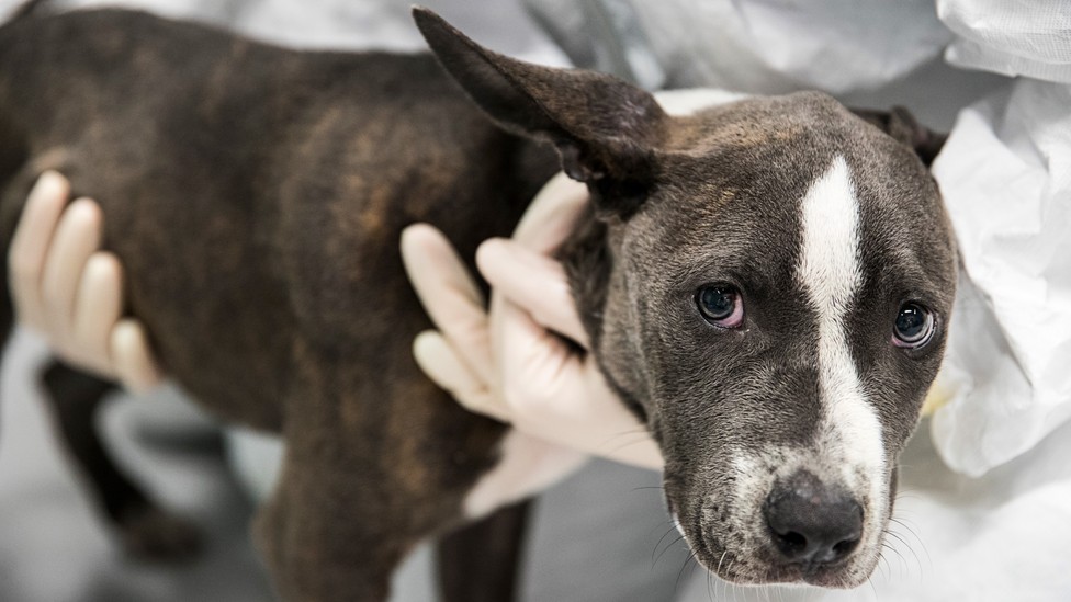 Sad looking dog