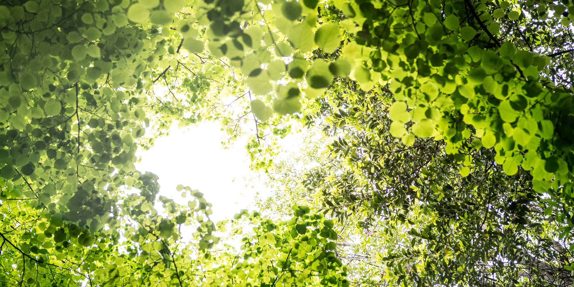 Sunlight seen through forest canopy