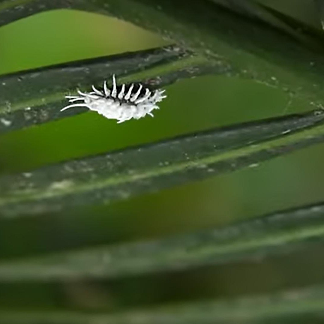 White mealy bug climbing on plant, eating pests