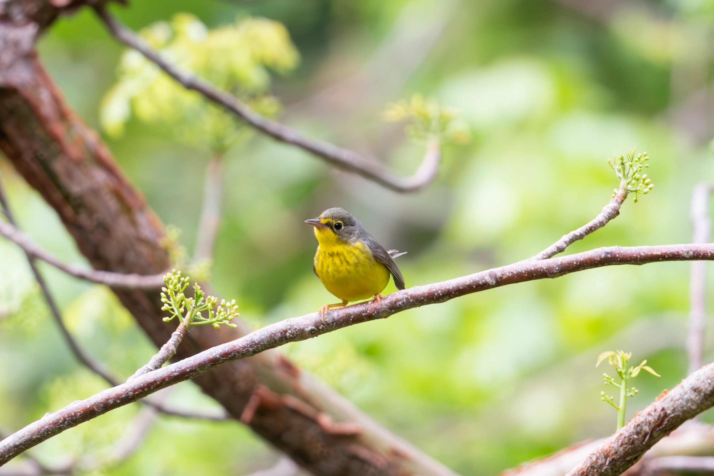 Canada Warbler - photo by Kyle Matera 19 May 2024 Lantana Nature Preserve, Palm Beach, Florida, United States