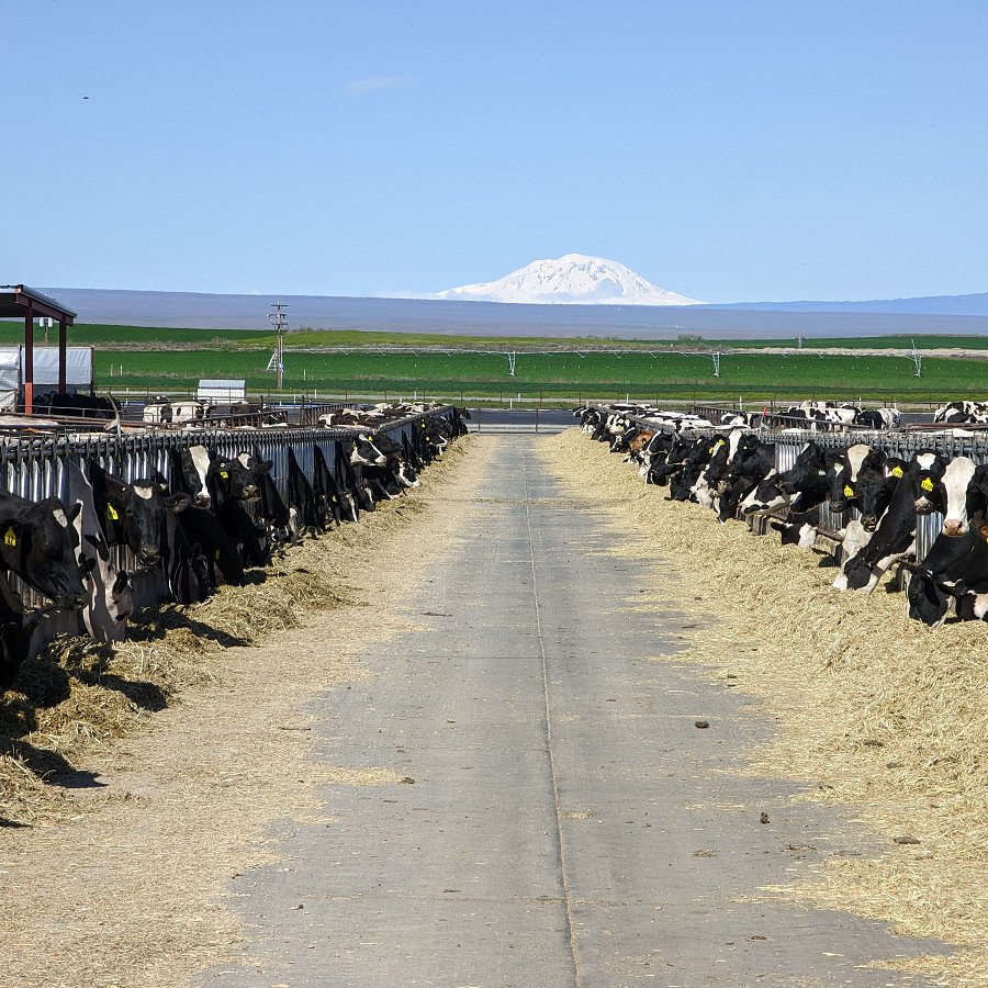 Cows feeding at troughs