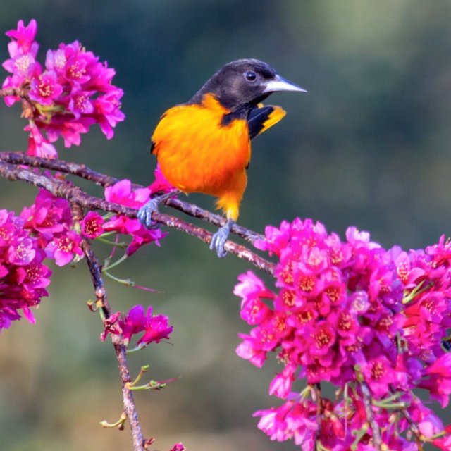 Baltimore Oriole