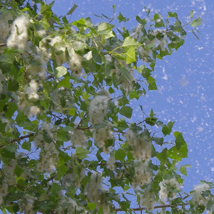 Dust flying from a cottonwood tree