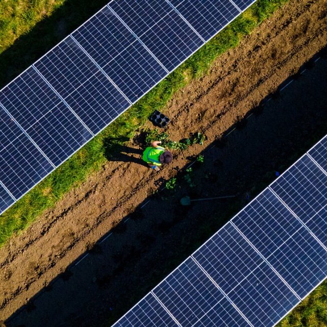 Cornell graduate student Dana Russell plants strawberries in early September at a commercial solar farm in Ravena, New York.