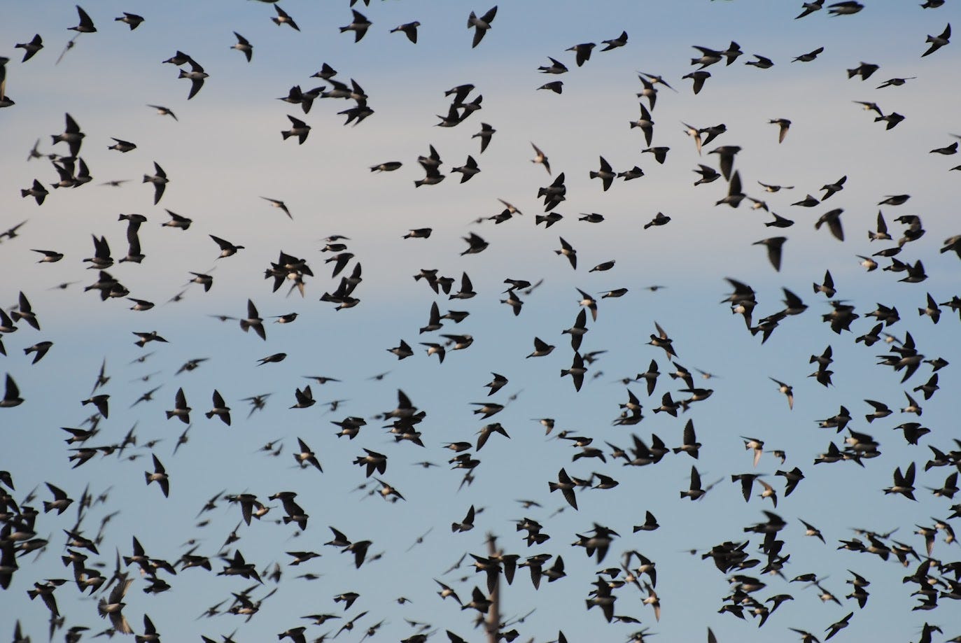 flock of tree swallows seen in the sky in New Smyrna Beach, Florida