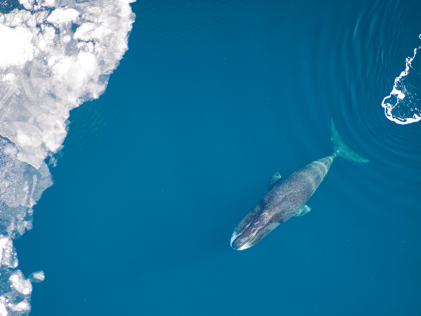 Scientists observed two bowhead whales synchronizing dive schedules whenever they were within earshot of each other. Vicki Beaver, Alaska Fisheries Science Center, NOAA Fisheries, Marine Mammal Permit #14245