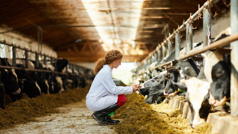 Woman working in a barn with cows Photo Credit: iStock