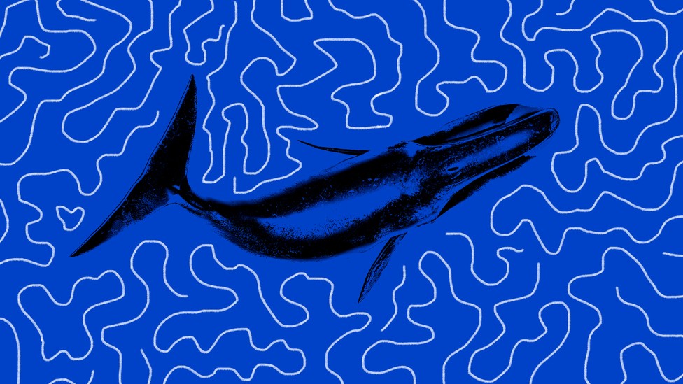 Illustration of whale surrounded by sound waves - by Akshita Chandra / The Atlantic. Source: Getty