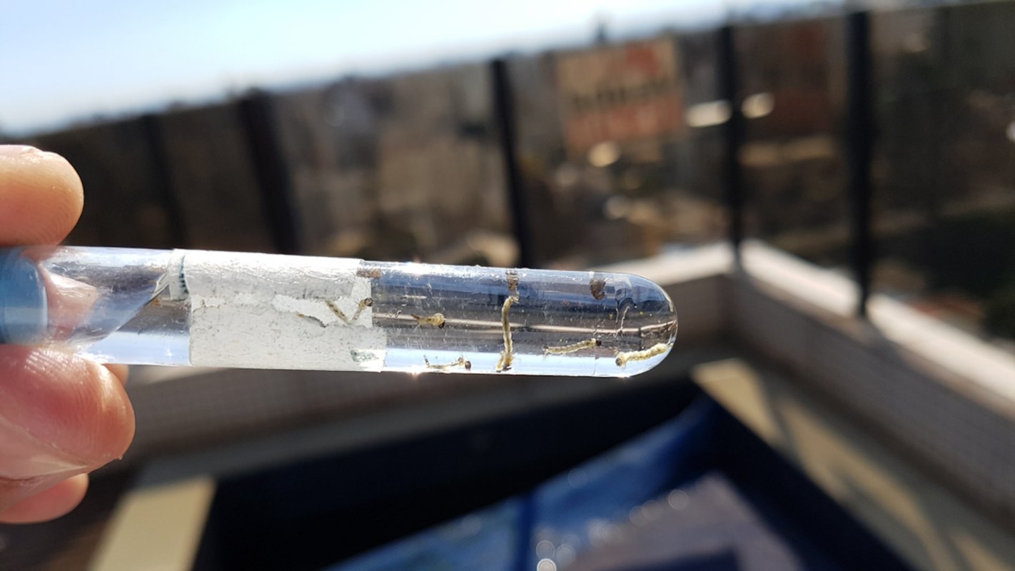 Researcher looks a test tube with small creatures in it.