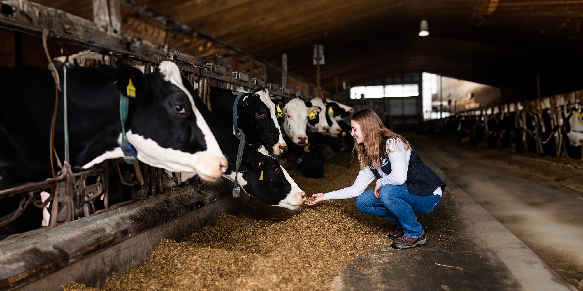 2019 Chobani Scholar Emily Starceski '23 kneels down to feed a cow at the Cornell University Dairy Research Center (UPhoto)