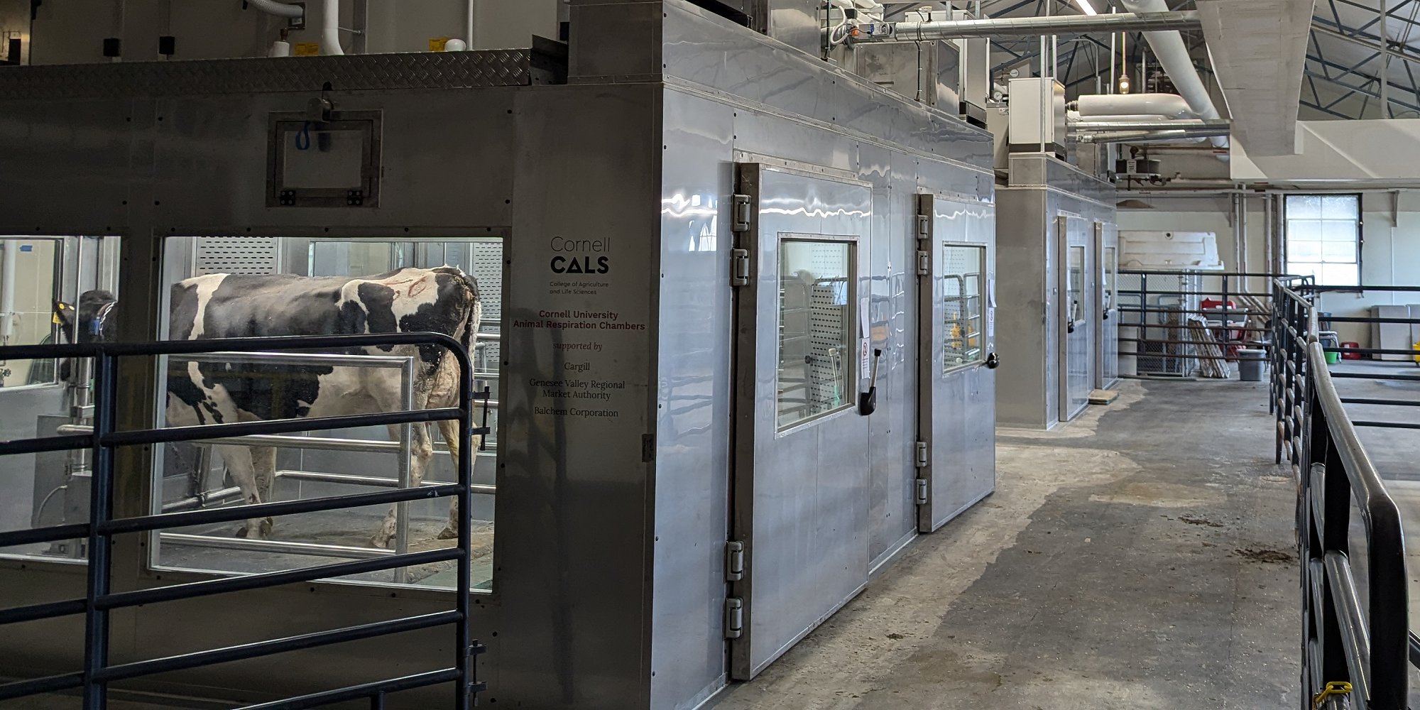 Cow in new Cornell CALS Respiration Chamber