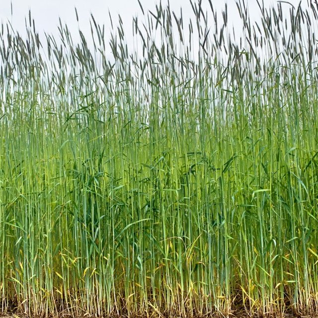 Cereal rye, the most widely used cover crop in the U.S., at the Cornell University Musgrave Research Farm in Aurora, NY