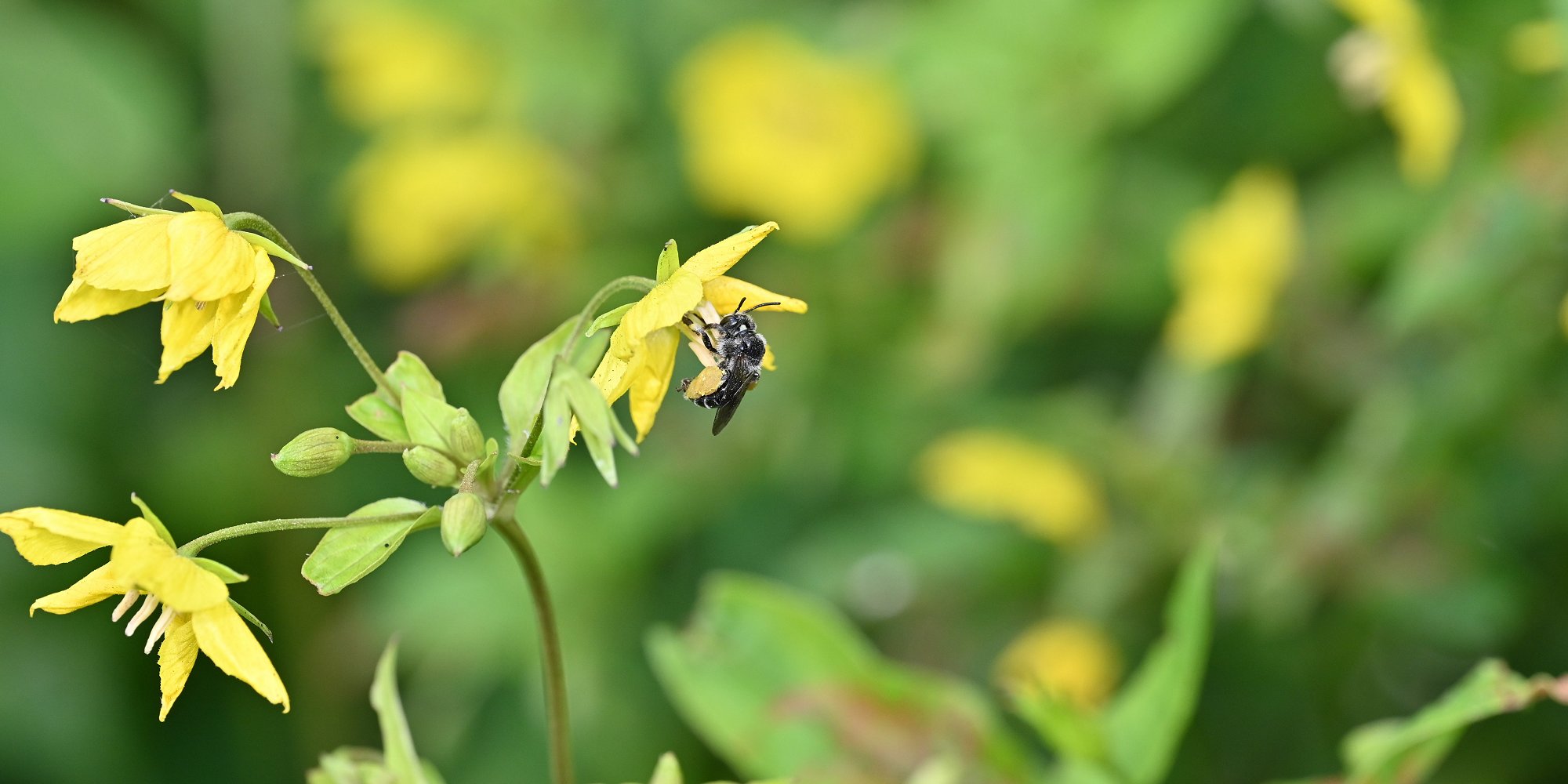 Macropis nuda. Photo by Bryan Danforth.