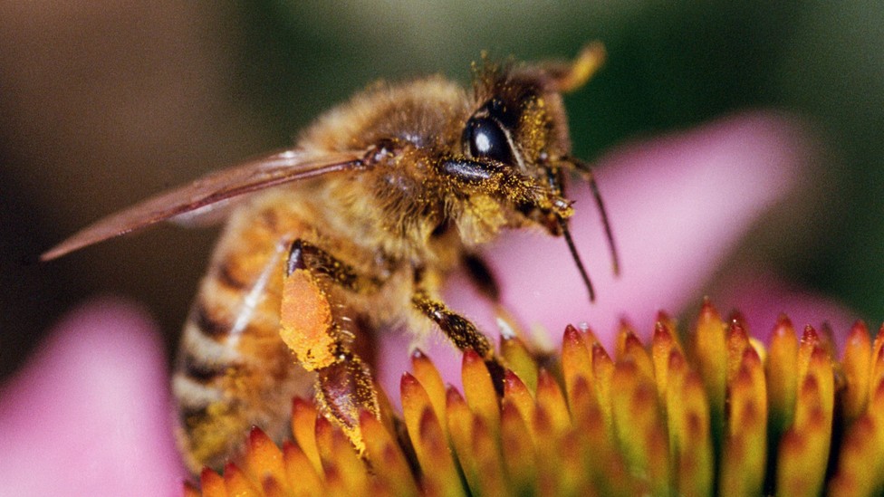 honeybee on echinacea flower