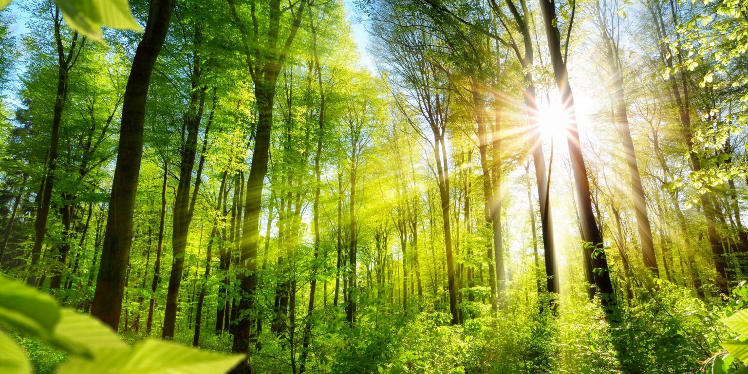 Forest in spring with bright sun shining through the trees