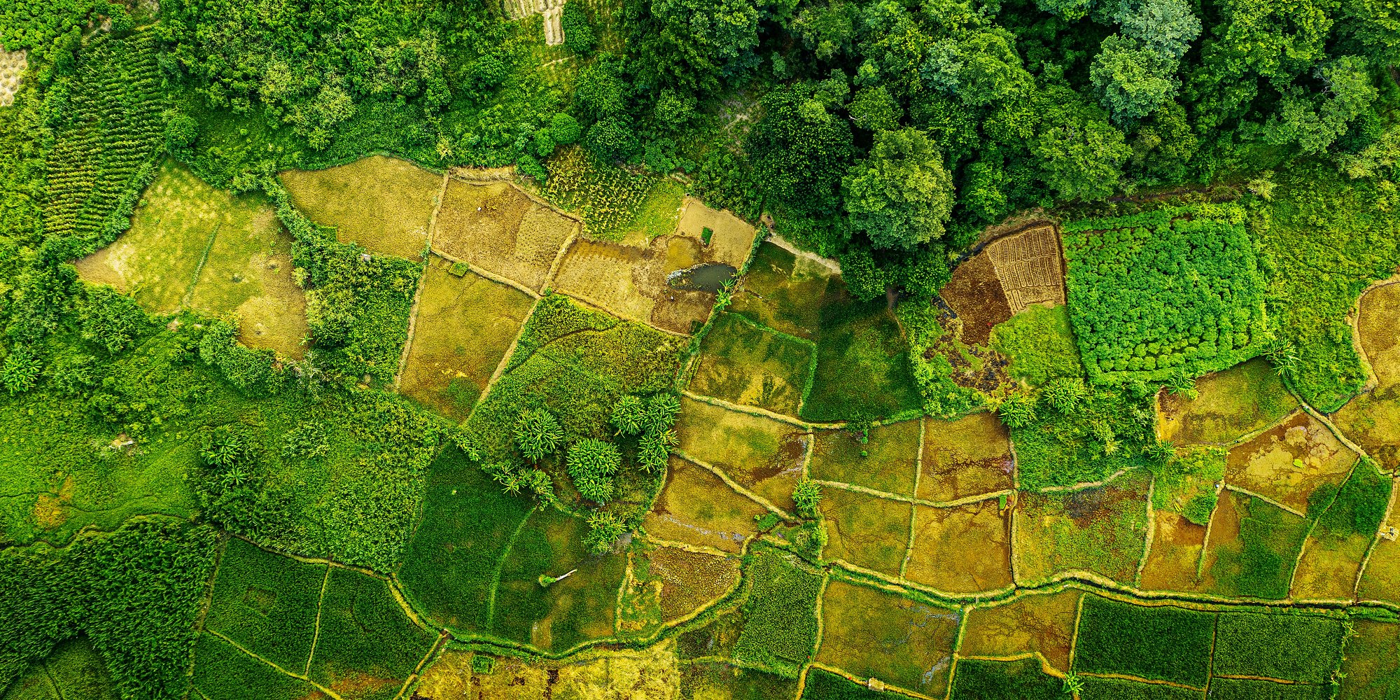 Aerial photo of forests and fields in Malawi, Africa (iStock)