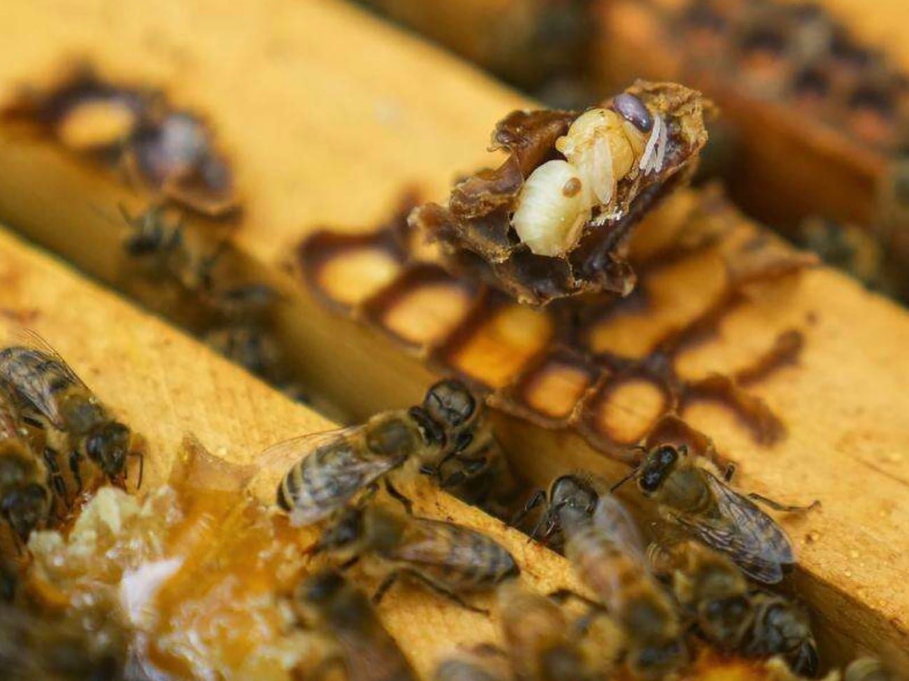 A bee pollinates almond trees in California, during the world’s largest pollination event requiring the services of 70% of US honeybees. Photograph: Jessica Christian/Getty